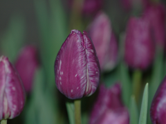 Highlighted image: Mis het niet: drie webinars met alle kennis over galmijt!